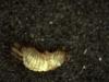 Anthrenus sp.